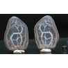 Septaria