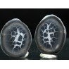 Septaria