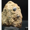 Galena mineral