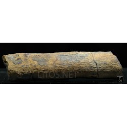 Calamites fosil