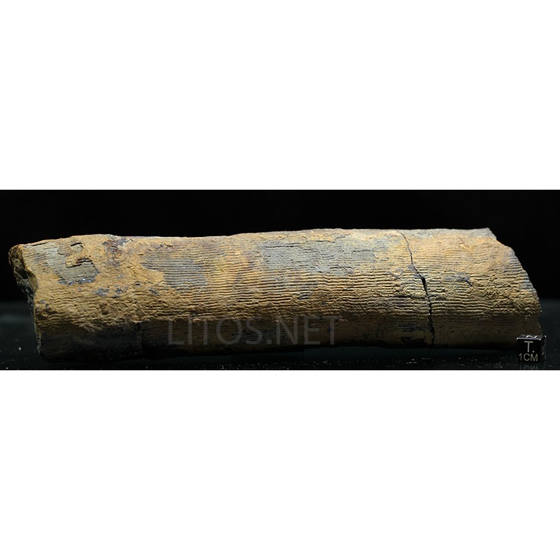 Calamites fosil