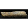 Calamites fosil