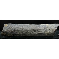 Calamites fosil