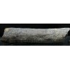 Calamites fosil