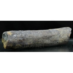 Calamites fosil
