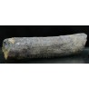 Calamites fosil