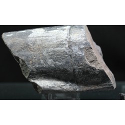 Calamites fosil