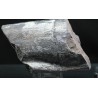 Calamites fosil