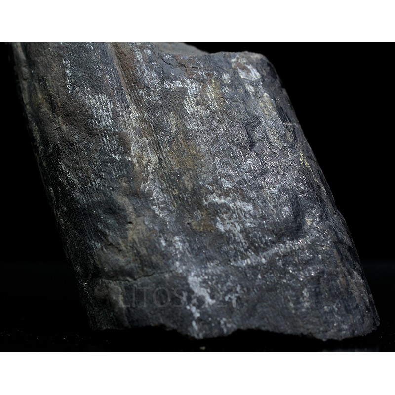 Calamites fosil
