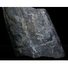 Calamites fosil