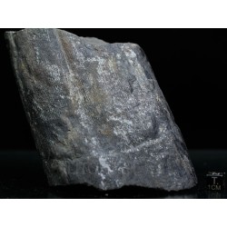 Calamites fosil