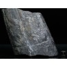 Calamites fosil