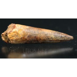 Spinosaurus aegyptiacus diente fosil
