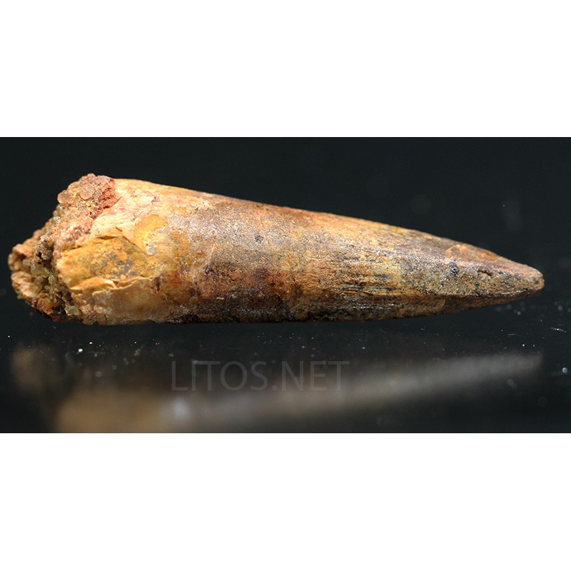 Spinosaurus aegyptiacus diente fosil