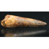 Spinosaurus aegyptiacus diente fosil