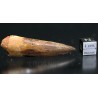 Spinosaurus aegyptiacus diente fosil