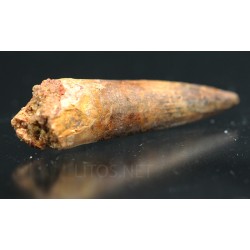 Spinosaurus aegyptiacus diente fosil
