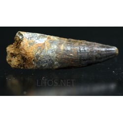 Spinosaurus aegyptiacus diente fosil