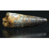 Spinosaurus aegyptiacus diente fosil