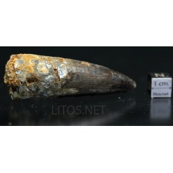 Spinosaurus aegyptiacus diente fosil