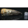 Spinosaurus aegyptiacus diente fosil