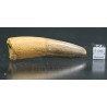 Spinosaurus aegyptiacus diente fosil