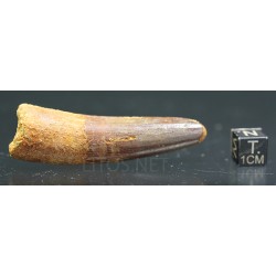 Spinosaurus aegyptiacus diente fosil