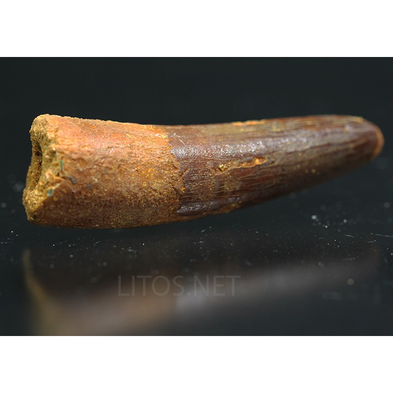 Spinosaurus aegyptiacus diente fosil