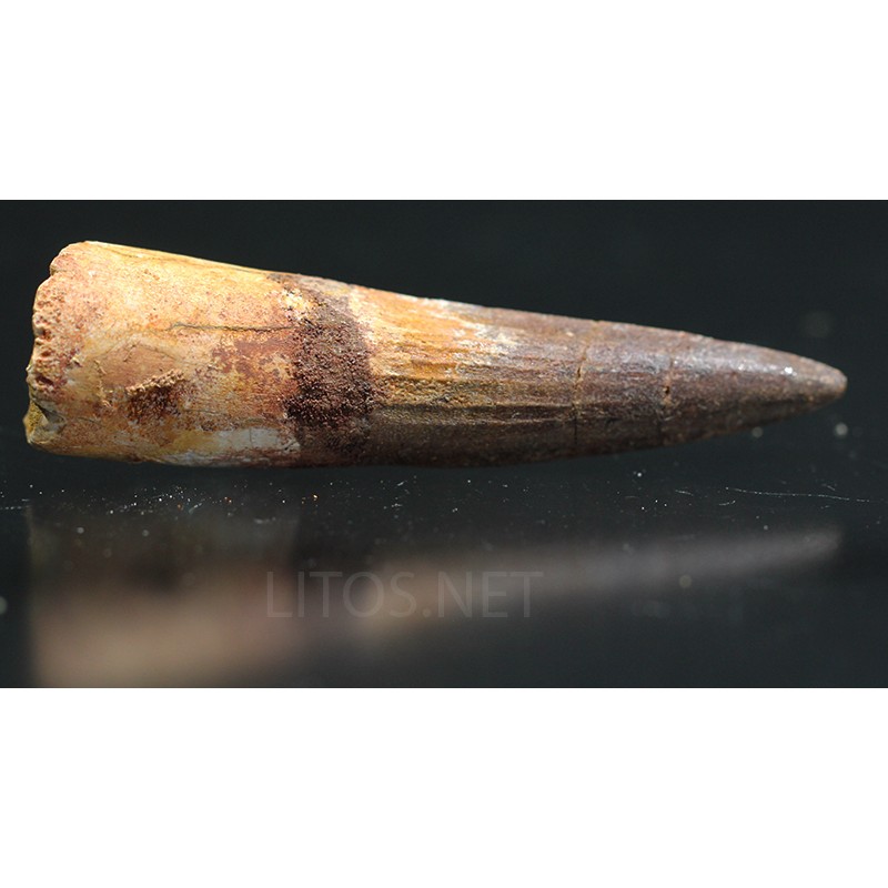 Spinosaurus aegyptiacus diente fosil Spinosaurus aegyptiacus diente fosil
