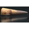 Spinosaurus aegyptiacus diente fosil