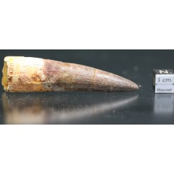Spinosaurus aegyptiacus diente fosil