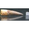 Spinosaurus aegyptiacus diente fosil