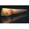Spinosaurus aegyptiacus diente fosil