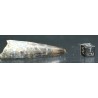 Spinosaurus aegyptiacus diente fosil