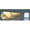 Spinosaurus aegyptiacus diente fosil