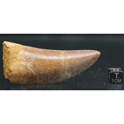 Carcharodontosaurus Saharicus dinosaurio