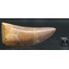 Carcharodontosaurus Saharicus dinosaurio