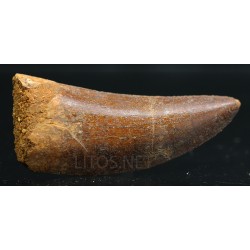 Carcharodontosaurus Saharicus dinosaurio