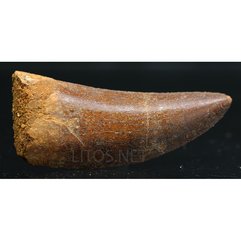 Carcharodontosaurus Saharicus dinosaurio