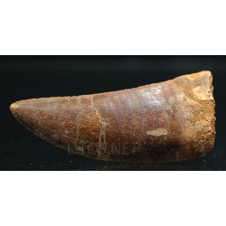 Carcharodontosaurus Saharicus dinosaurio