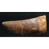 Carcharodontosaurus Saharicus dinosaurio