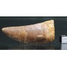 Carcharodontosaurus Saharicus dinosaurio