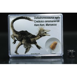 deltadromeosaurus-agilis fosil