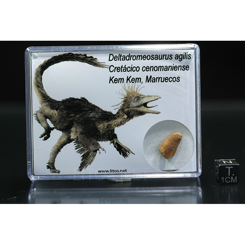 deltadromeosaurus-agilis fosil