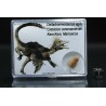 deltadromeosaurus-agilis fosil