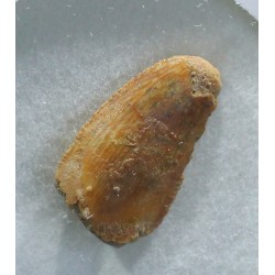 deltadromeosaurus-agilis fosil