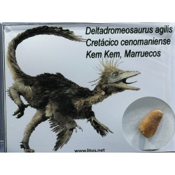 deltadromeosaurus-agilis fosil