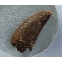 deltadromeosaurus-agilis fosil