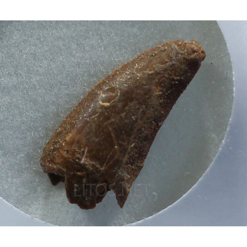 deltadromeosaurus-agilis fosil