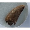 deltadromeosaurus-agilis fosil